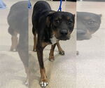 Small Australian Shepherd-Rottweiler Mix