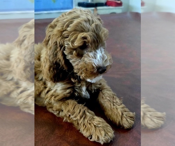Medium Photo #6 Cock-A-Poo Puppy For Sale in FOLSOM, CA, USA