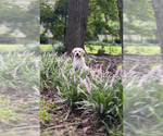 Small #8 Labrador Retriever
