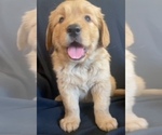 Small English Cream Golden Retriever