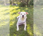 Small Photo #3 Mutt Puppy For Sale in Crete, IL, USA