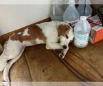 Small #5 Australian Shepherd-Great Pyrenees Mix