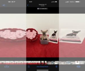 French Bulldog Puppy for sale in MIAMI, FL, USA