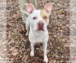 Small #21 American Bulldog Mix