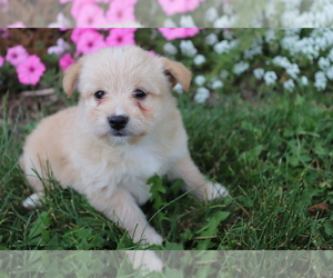 Poo-Shi Puppy for sale in SHILOH, OH, USA