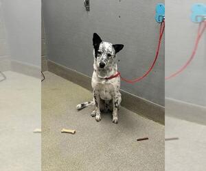 Mutt Dogs for adoption in Las Vegas, NV, USA