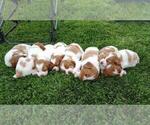 Finley - Male Brittany Puppy for Sale - Photo #2