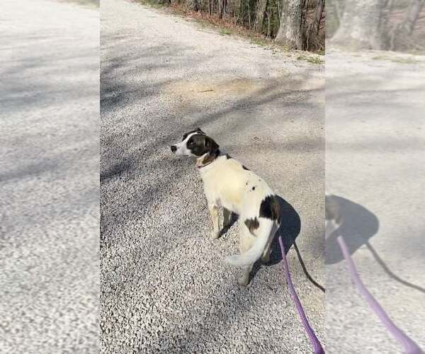 Medium Photo #3 Feist Terrier-Unknown Mix Puppy For Sale in Frenchburg, KY, USA