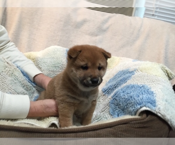 Medium Photo #7 Shiba Inu Puppy For Sale in MISSOULA, MT, USA