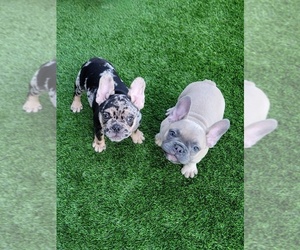 French Bulldog Puppy for sale in LAS VEGAS, NV, USA