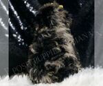 Small #5 Poodle (Toy)
