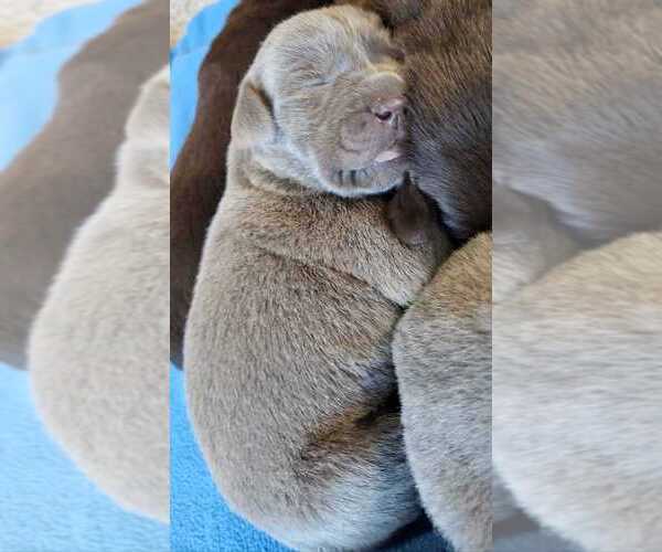 Medium Photo #17 Labrador Retriever Puppy For Sale in OLYMPIA, WA, USA