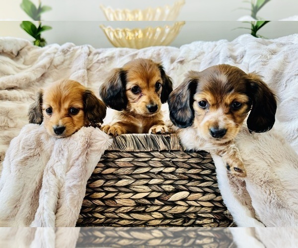 Medium Photo #1 Dachshund Puppy For Sale in LAKE MURRAY, SC, USA