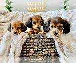 Small Photo #1 Dachshund Puppy For Sale in LAKE MURRAY, SC, USA