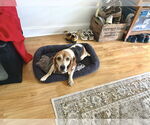 Small #1 Beagle