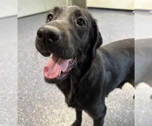 Labrador Retriever-Unknown Mix Dogs for adoption in Anchorage, AK, USA