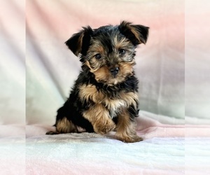 Yorkshire Terrier Puppy for sale in ROCK STREAM, NY, USA