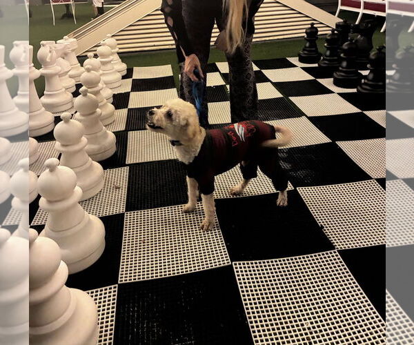 Medium Photo #3 Poodle (Standard)-Unknown Mix Puppy For Sale in Woodland Hills, CA, USA