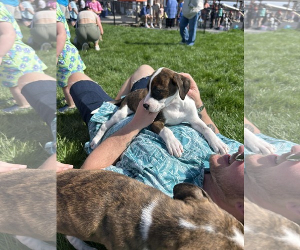 Medium Photo #2 Bogle Puppy For Sale in Mechanicsburg, PA, USA