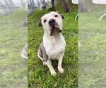 Small #1 American Pit Bull Terrier
