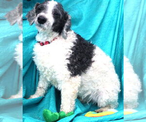 Mutt Dog for Adoption in Cuba, New York USA