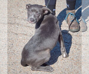 Zebby - Female American Staffordshire Terrier-Boxer Mix Dog for Adoption - Photo #3
