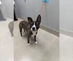 Small Mutt