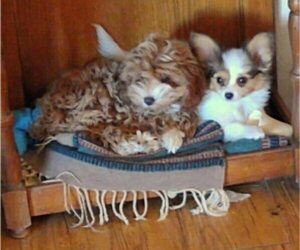 Papillon Puppy for sale in TUCSON, AZ, USA