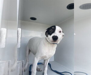 Argentinian Mastiff-Unknown Mix Dogs for adoption in Houston, TX, USA