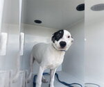 Small Argentinian Mastiff Mix