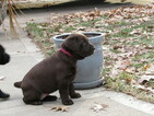 Small Photo #2 Labrador Retriever Puppy For Sale in LEES SUMMIT, MO, USA