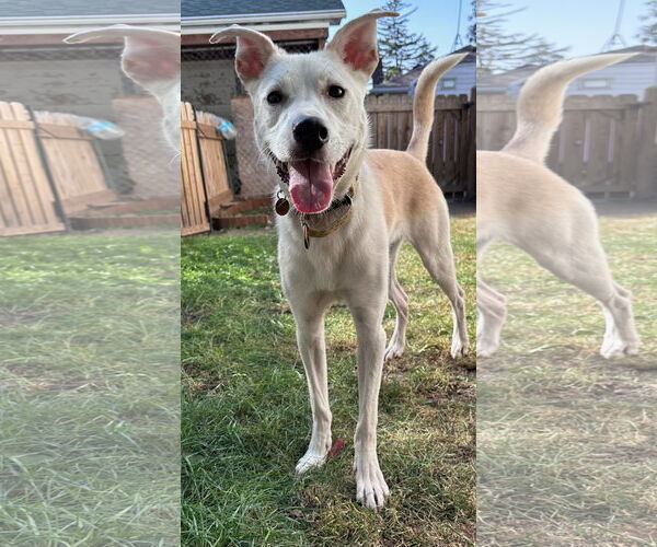 Medium Photo #17 Huskies -Labrador Retriever Mix Puppy For Sale in Brooklyn Center, MN, USA