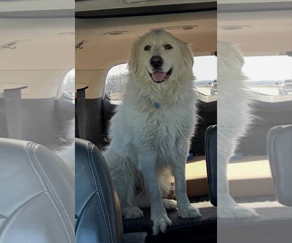Medium Photo #3 Great Pyrenees Puppy For Sale in Dallas, TX, USA