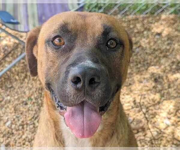 Medium Photo #2 Black Mouth Cur-Unknown Mix Puppy For Sale in Anniston, AL, USA