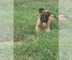 Small Photo #4 Belgian Malinois Puppy For Sale in CHESNEE, SC, USA
