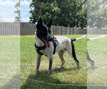 Small #5 Mutt