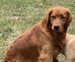 Small Photo #1 Golden Retriever Puppy For Sale in FINLAYSON, MN, USA
