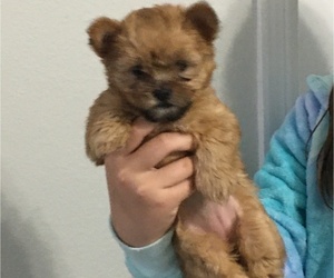 Shorkie Tzu Puppy for Sale in GROVELAND, Florida USA