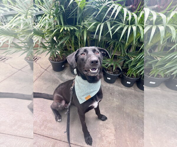 Medium Photo #10 Labrador Retriever-Unknown Mix Puppy For Sale in San Diego, CA, USA
