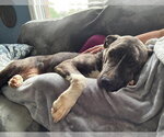 Small Photo #6 American Pit Bull Terrier-Unknown Mix Puppy For Sale in Germantown, OH, USA