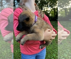 Medium Malinois