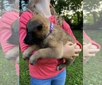Puppy 7 Malinois