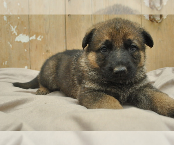 Medium Photo #1 German Shepherd Dog Puppy For Sale in ZANESVILLE, OH, USA