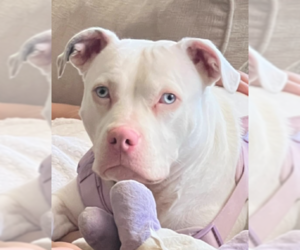 American Bulldog-Unknown Mix Dogs for adoption in Decatur, GA, USA