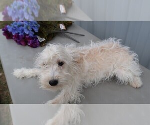 Schnoodle (Standard) Puppy for sale in FORT WAYNE, IN, USA
