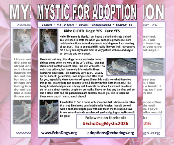 Medium Photo #2 - Mix Puppy For Sale in Hoffman Estates, IL, USA