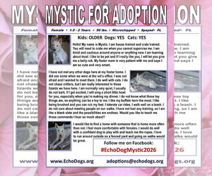 Mystic - Female - Mix Dog for Adoption - Photo #2
