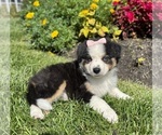 Small #4 Miniature Australian Shepherd
