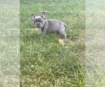 Small #4 French Bulldog