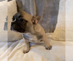 Small Photo #11 French Bulldog Puppy For Sale in CHARLESTON, SC, USA